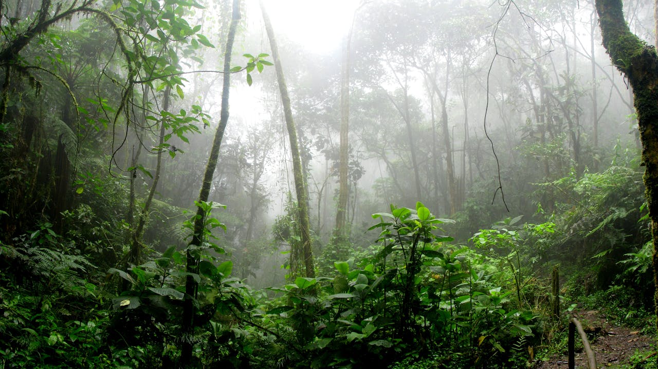 projeto de conservação na Amazônia. Imagem da floresta